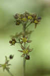 Blue cohosh